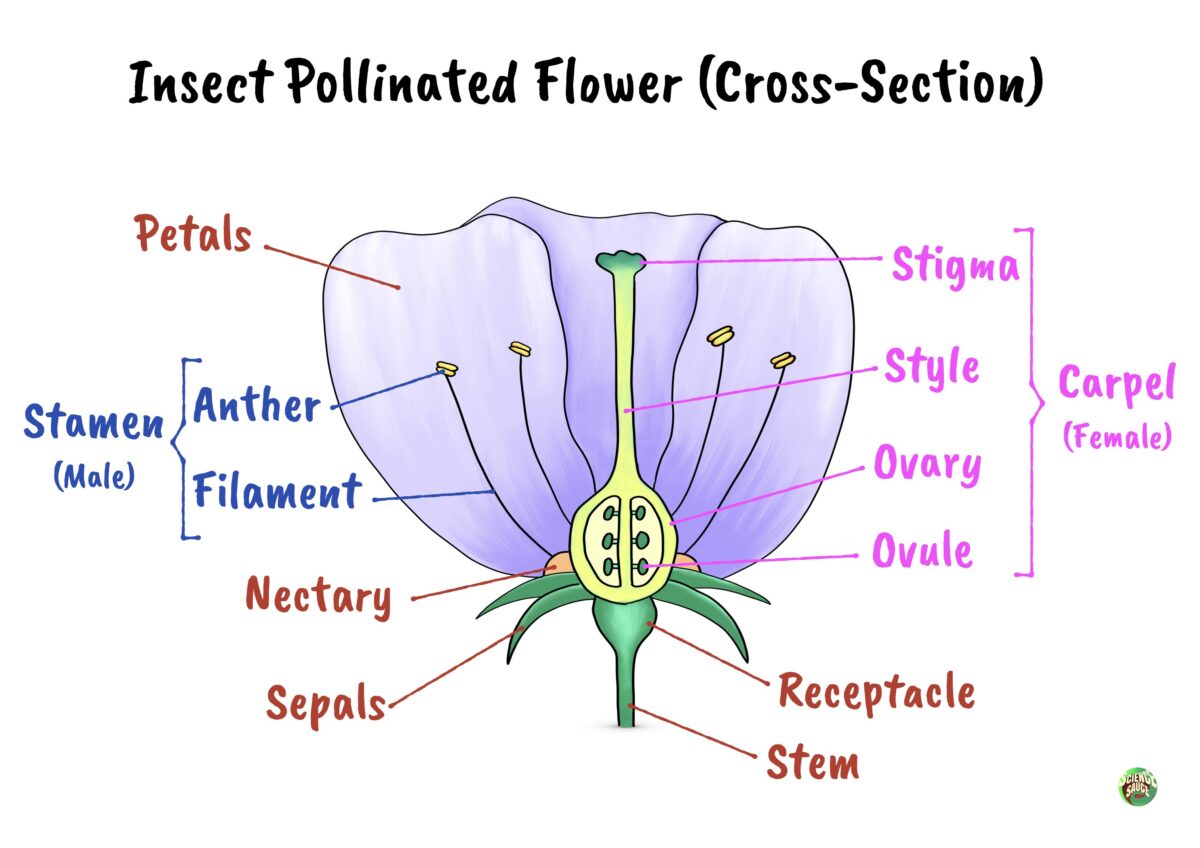 Flower Structures And Functions Igcse Biology By Science Sauce