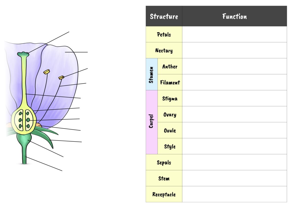 Flower Structures and Functions IGCSE Biology by Science Sauce